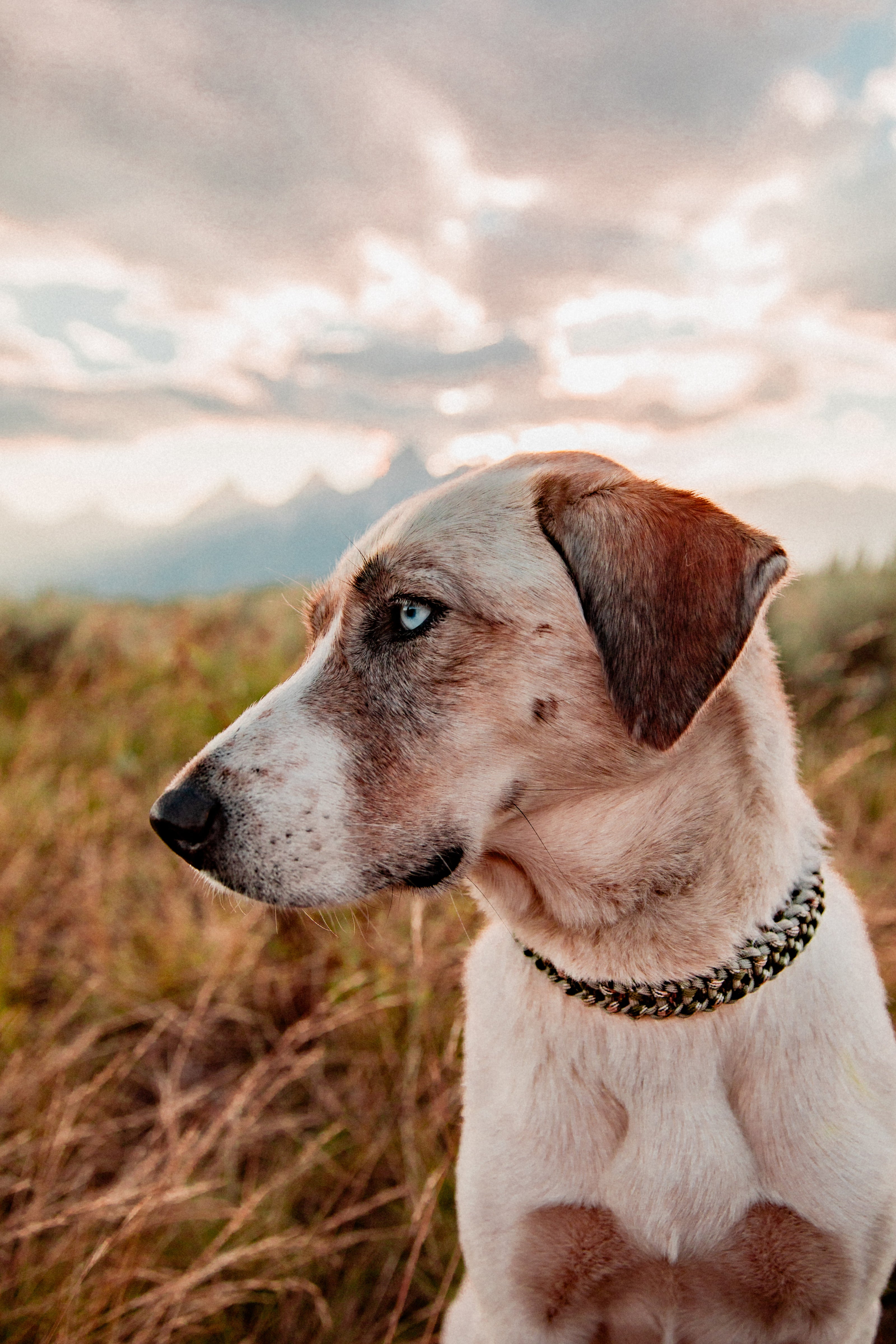 FIXI · fixed length collars