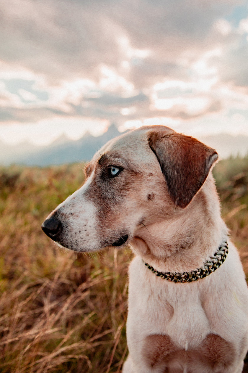 FIXI · fixed length collars