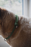 HOME · slip-on collar