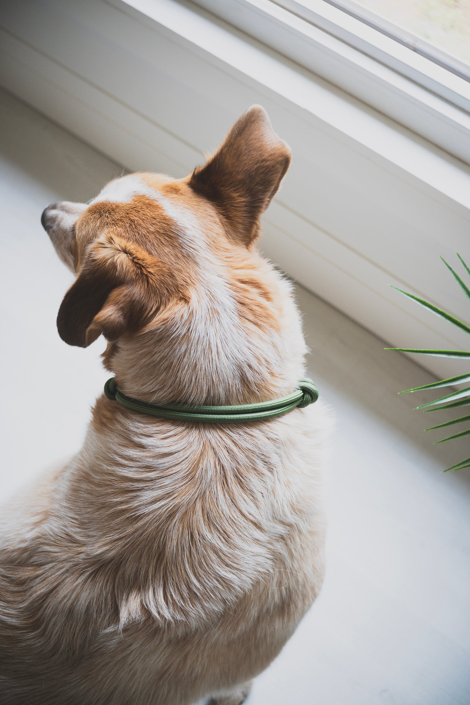 HOME · slip-on collar
