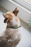HOME · slip-on collar