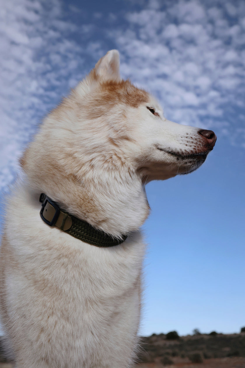 FLEX · monochromatic