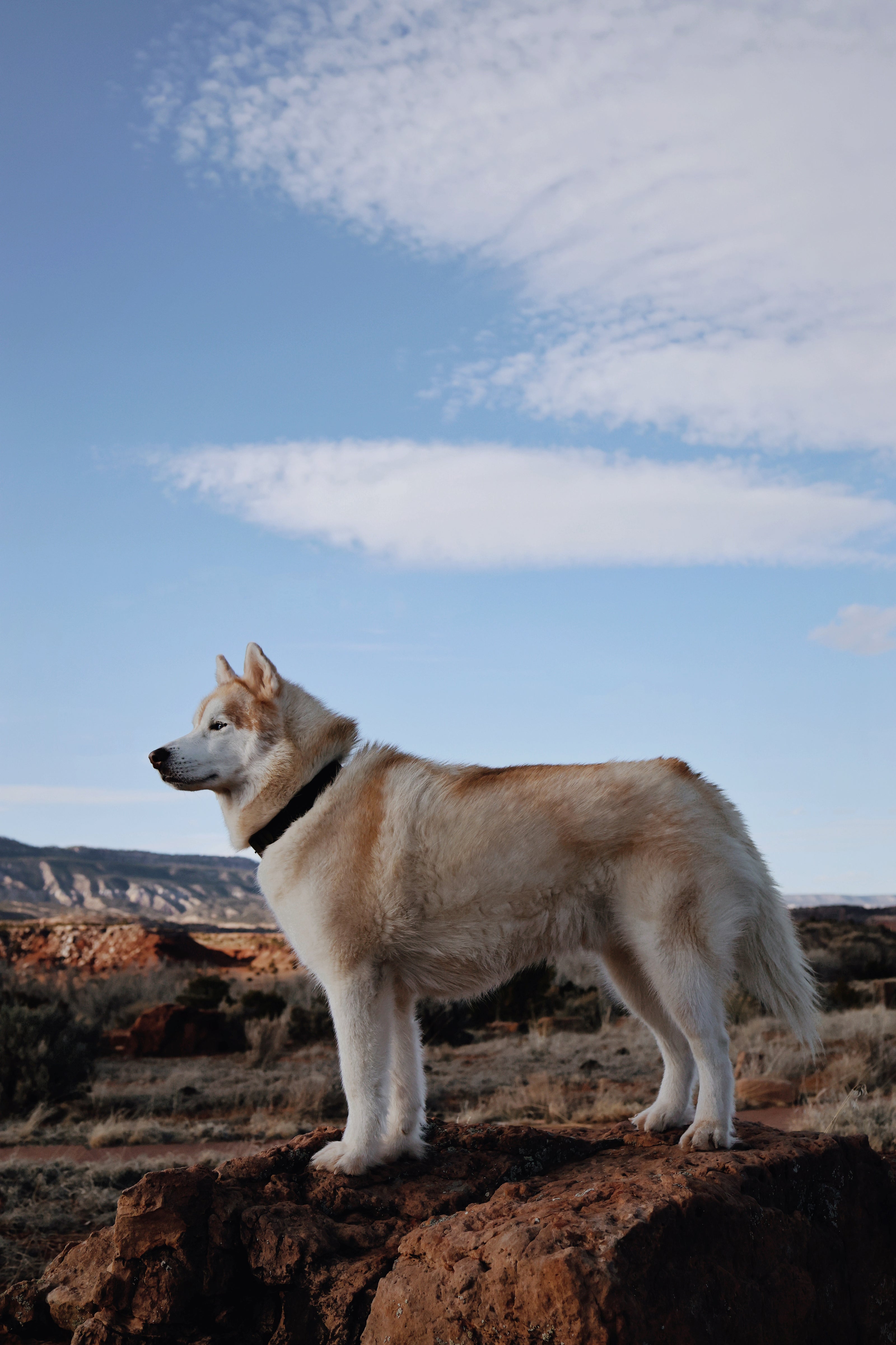 FLEX · monochromatic