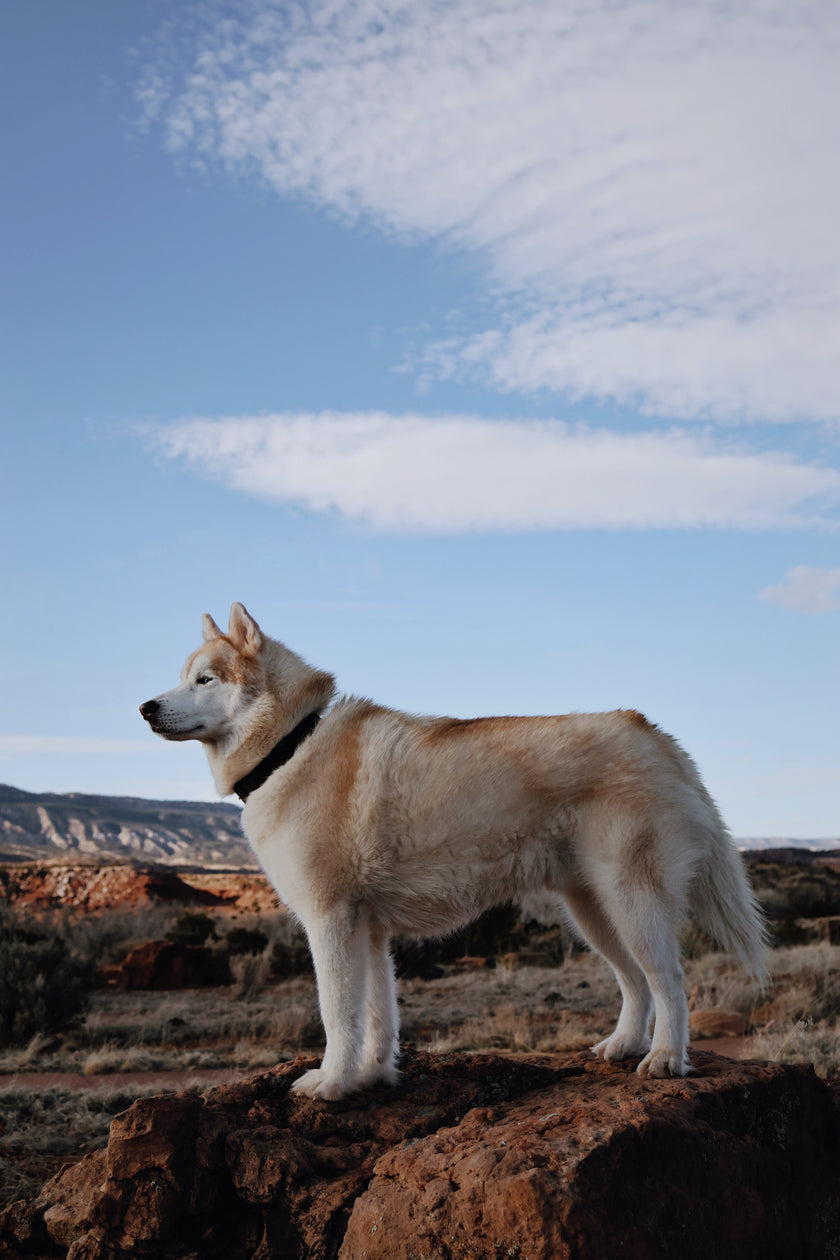 FLEX · monochromatic