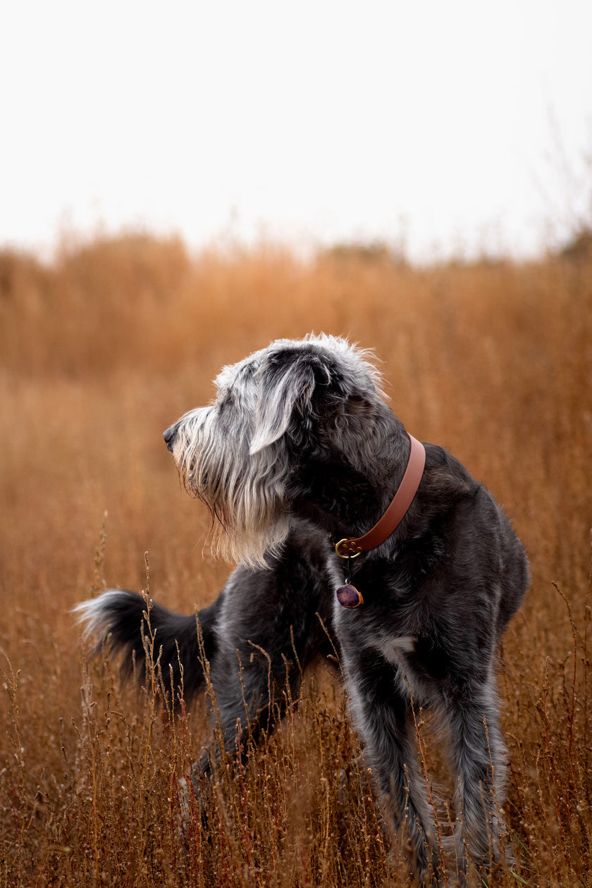 Paradigm • flat collar