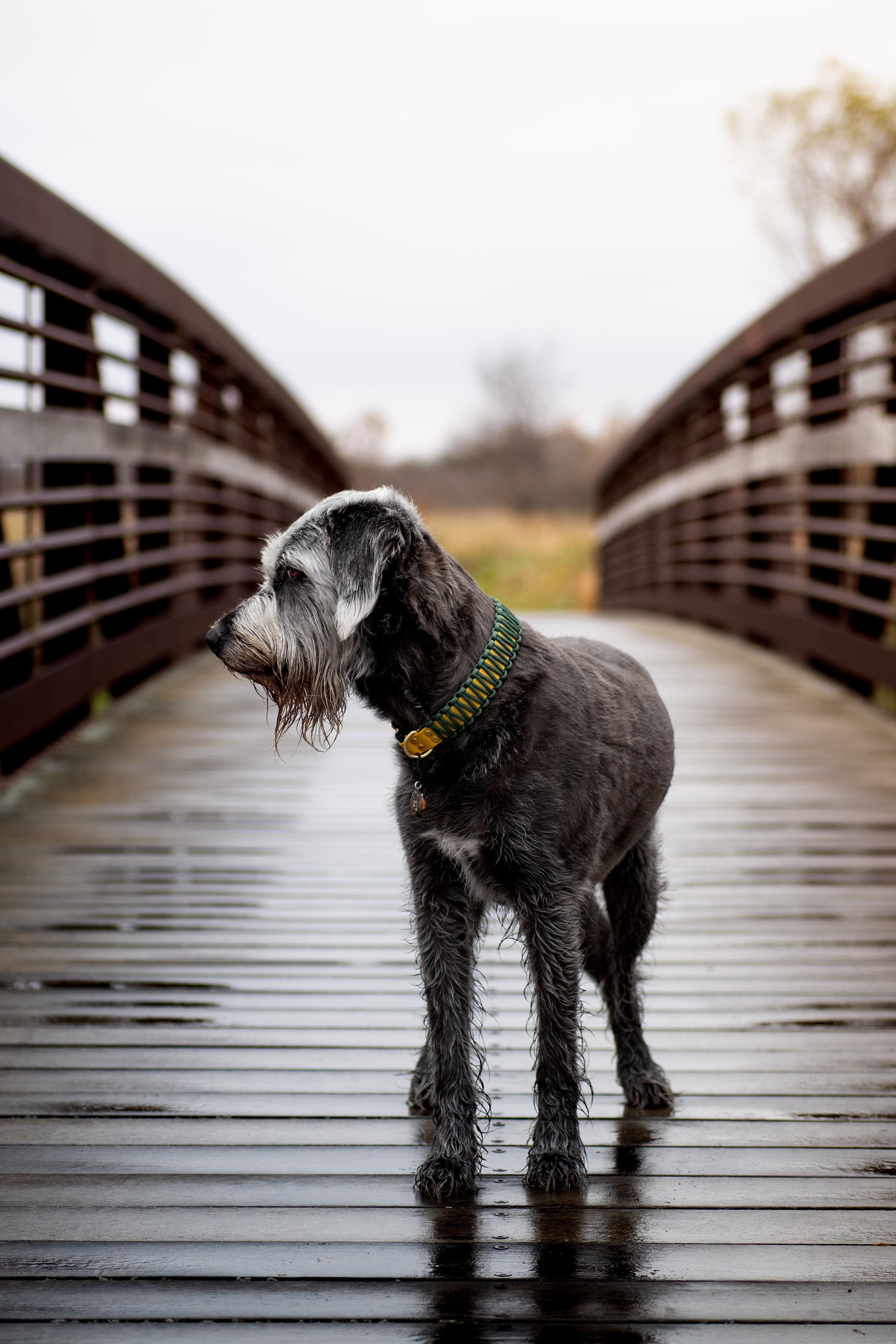 Paradigm • flat collar