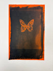 Cyanotypes - various works