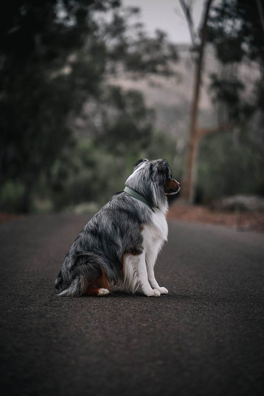 Paradigm • flat collar