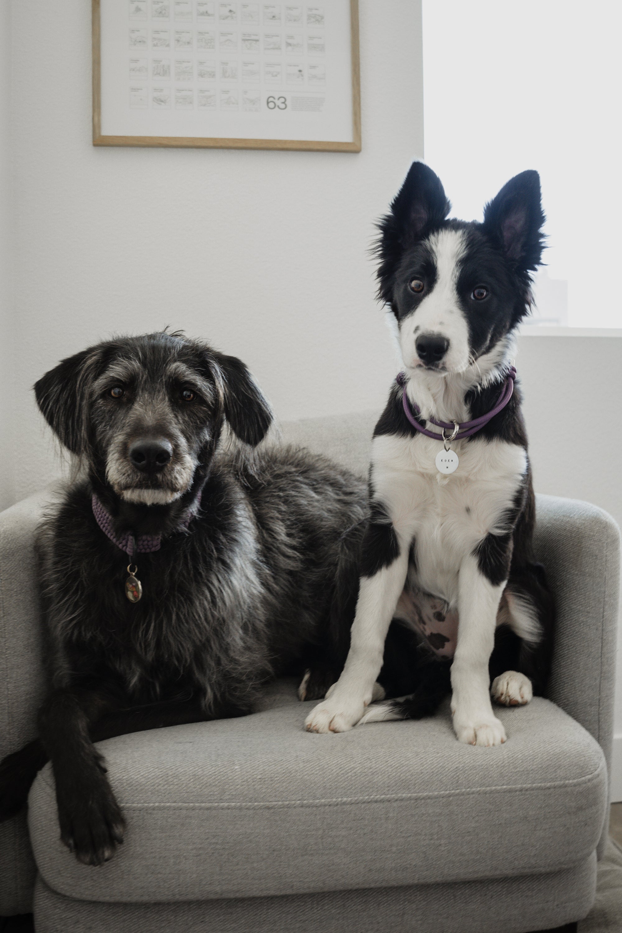 HOME · slip-on collar