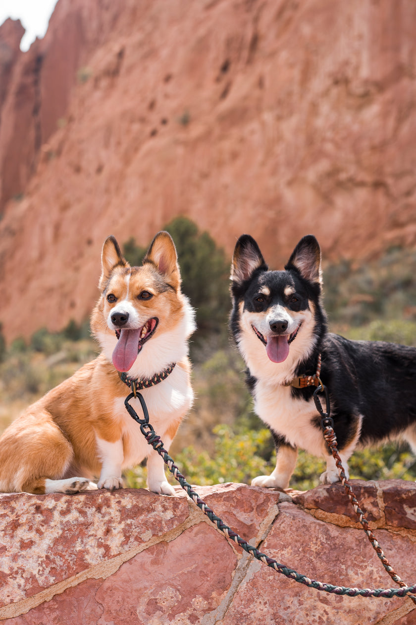 LEAD • variable leash