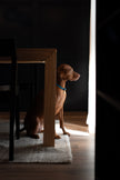 HOME · slip-on collar