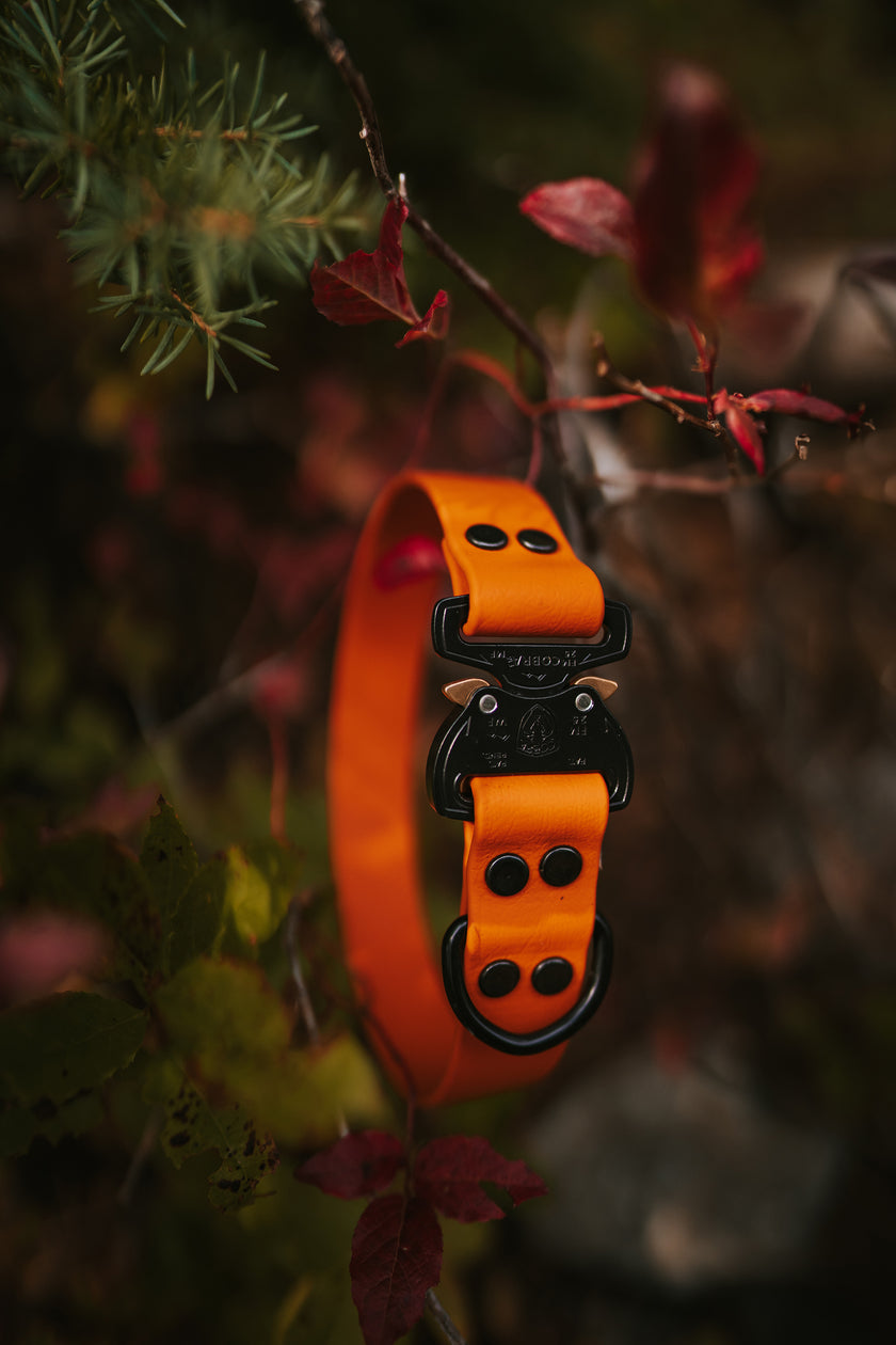 Paradigm • flat collar