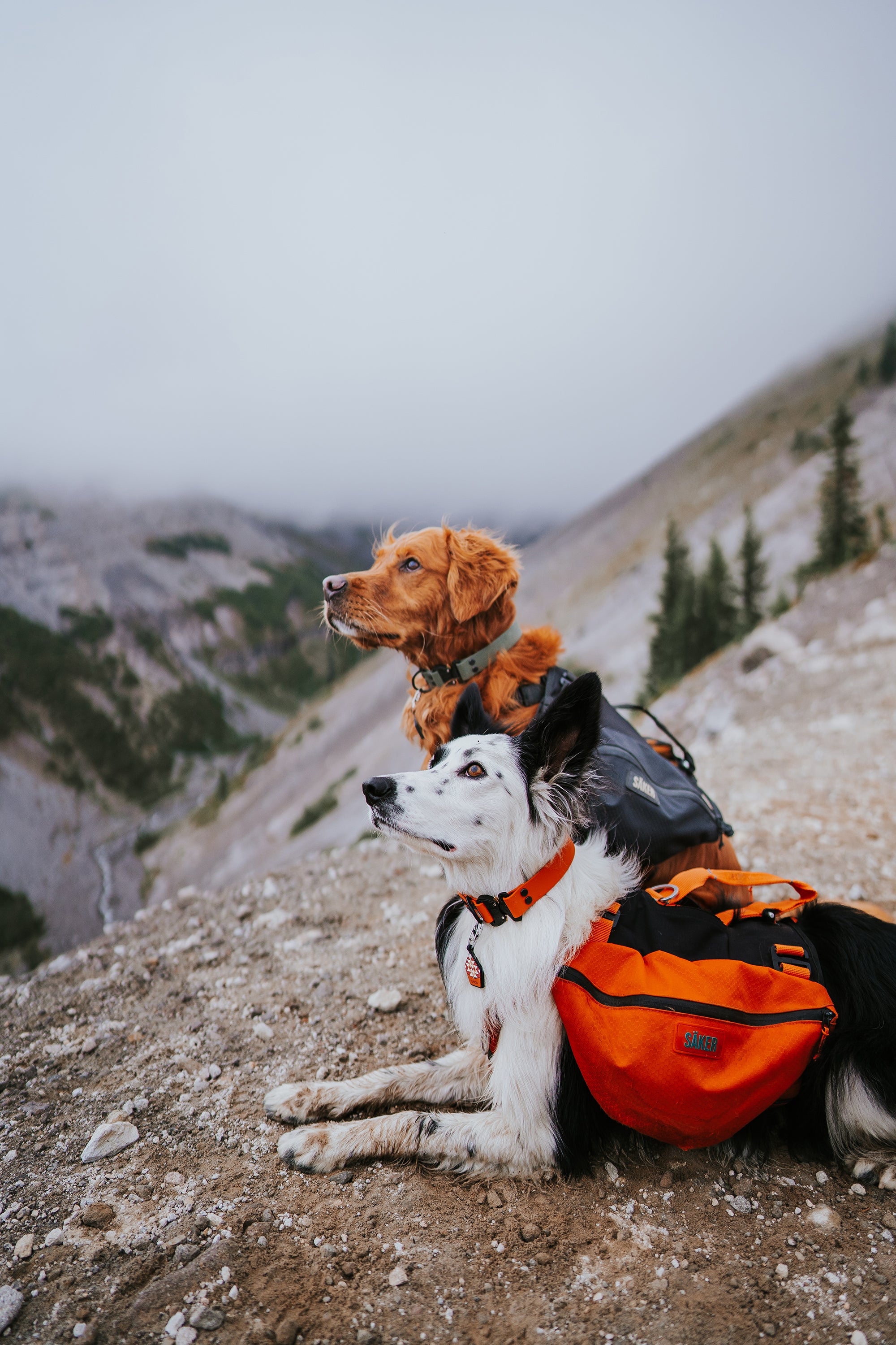 Paradigm • flat collar