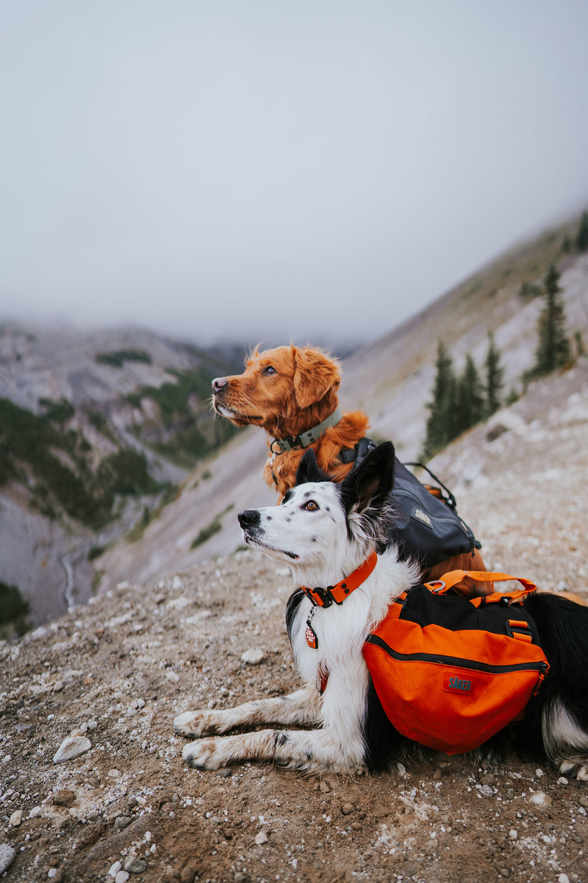 Paradigm • flat collar