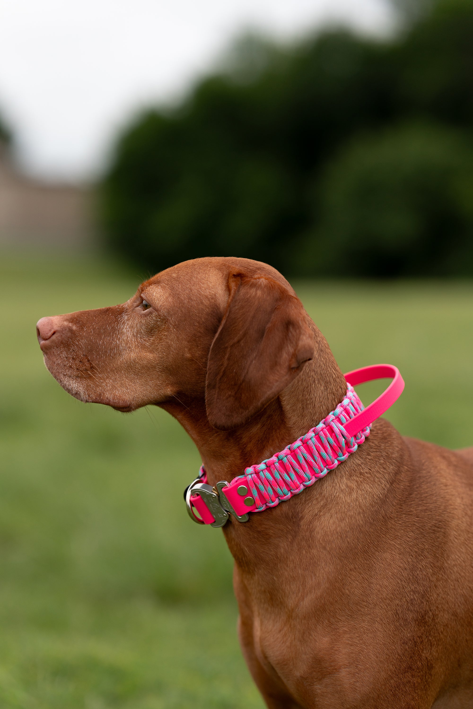 Paradigm • flat collar