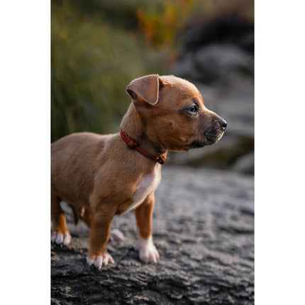 PUPS · litter collars / bracelets