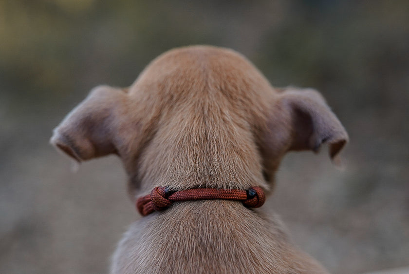PUPS · litter collars / bracelets