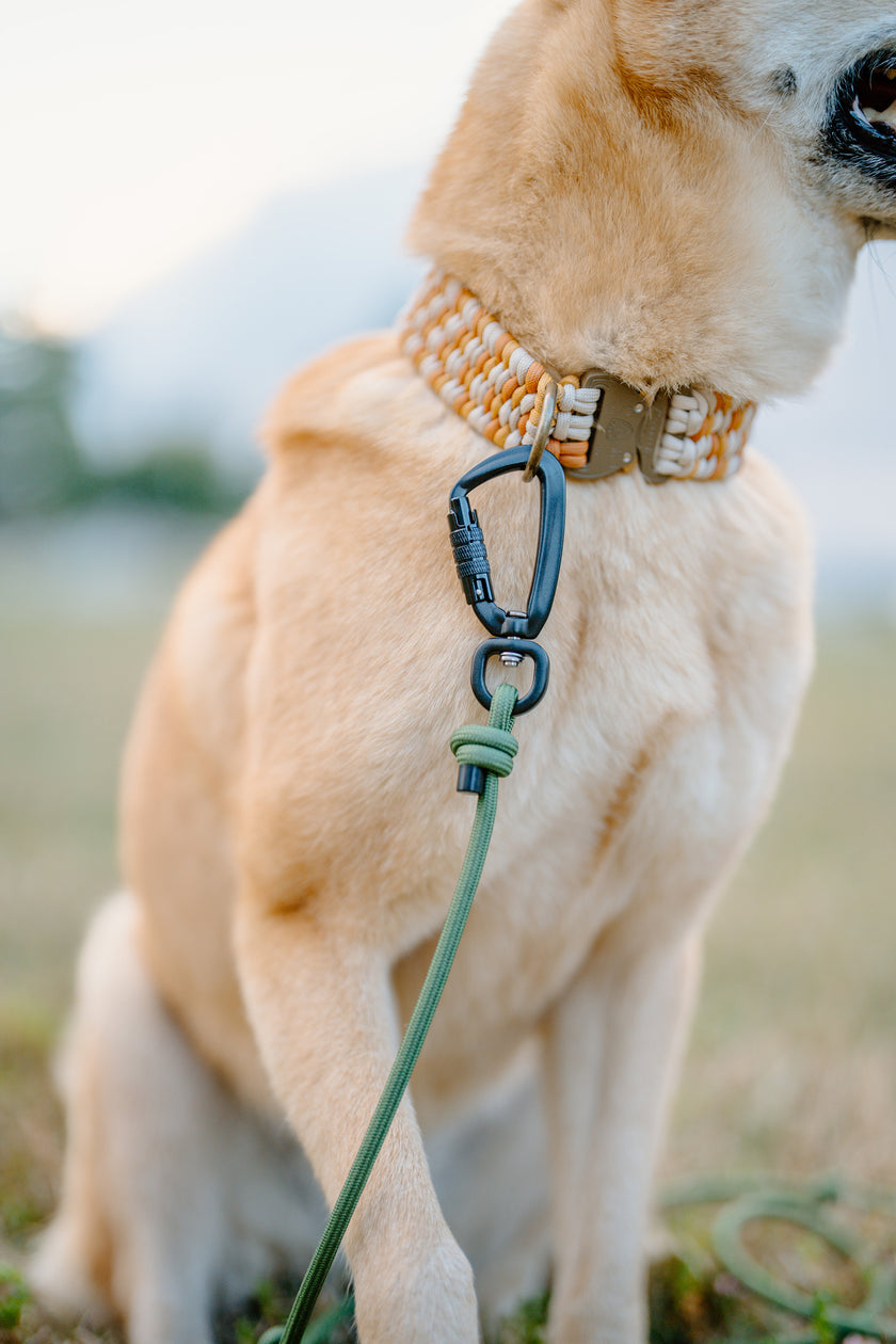 SLIP · training lead