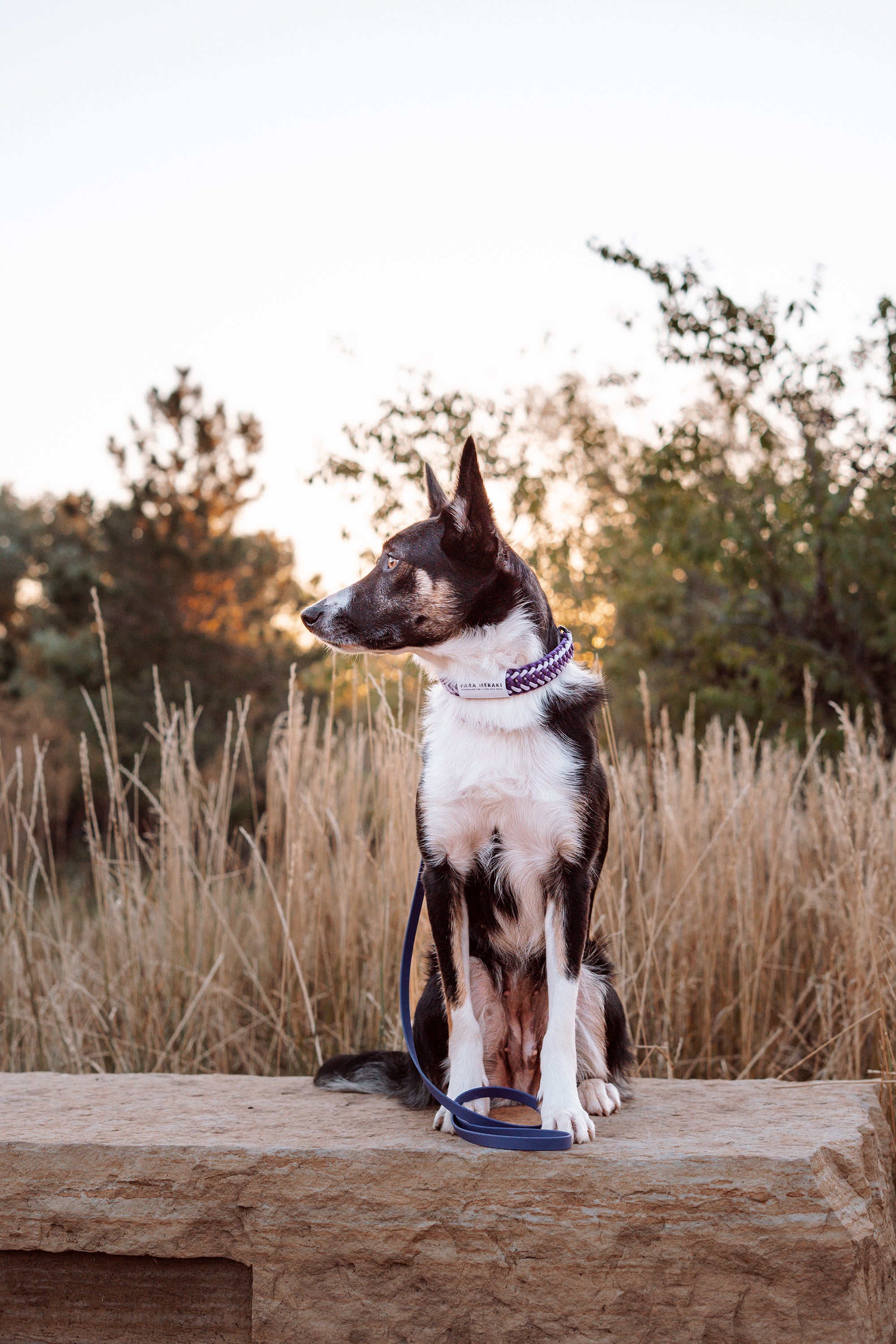 FLUX · martingale leash