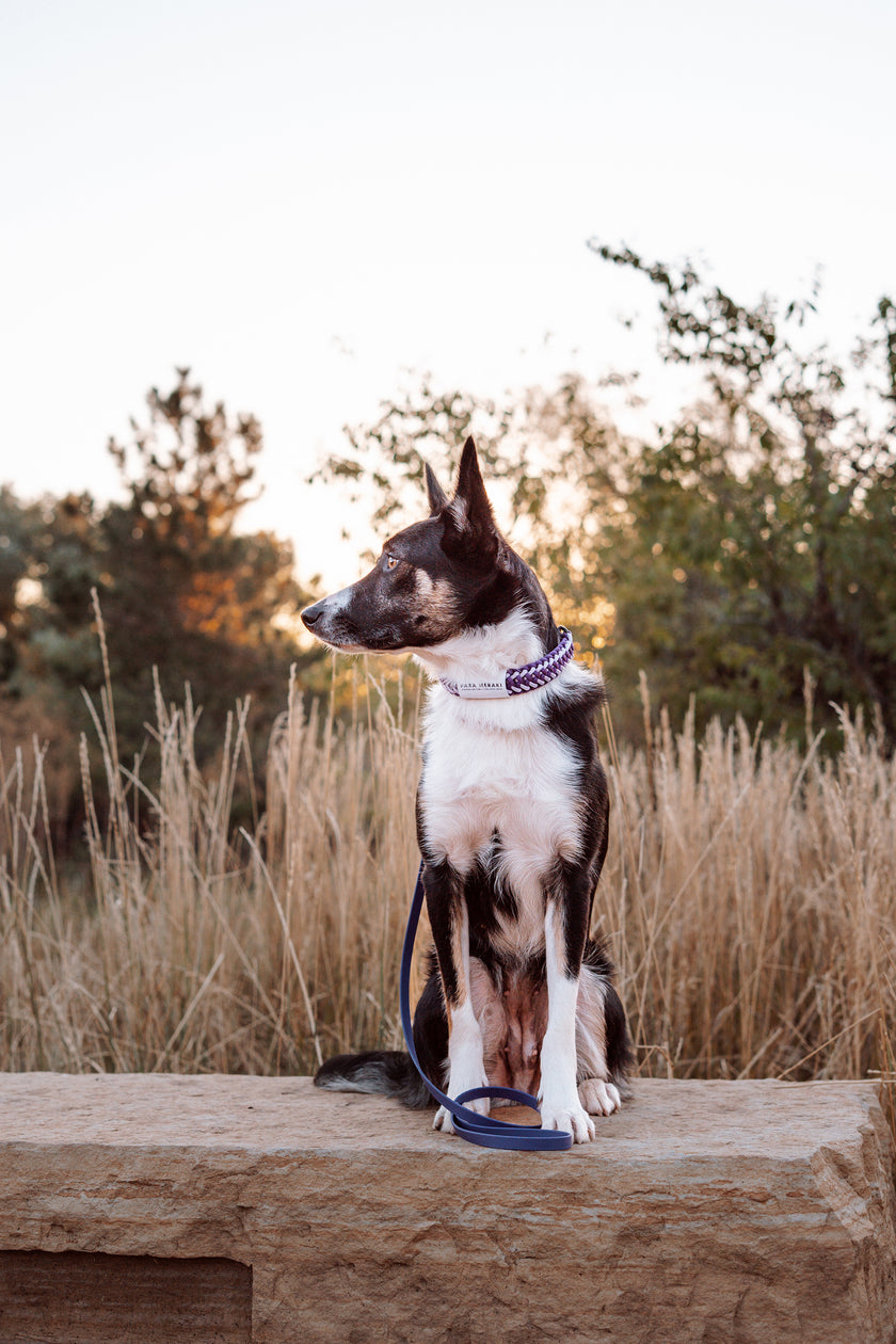 FLUX · martingale leash