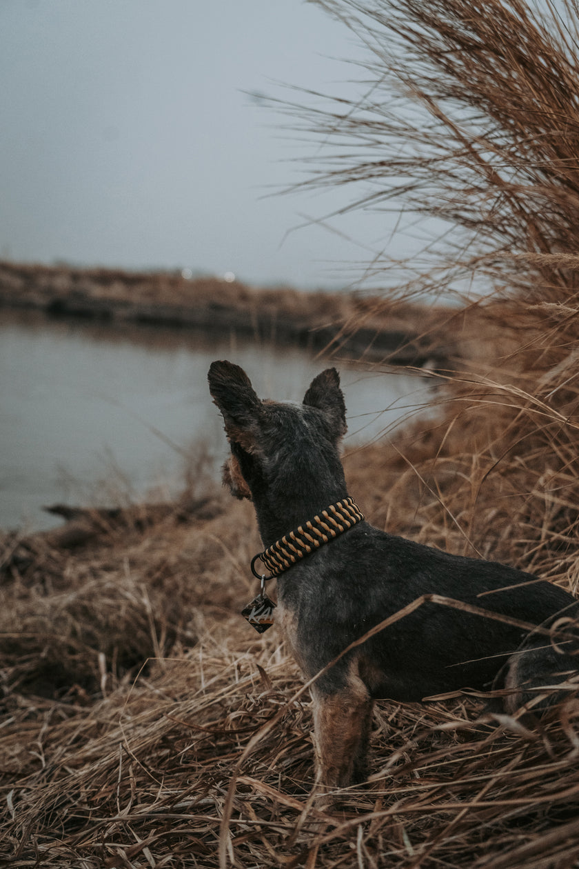 MINI · custom collar