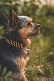 MINI · custom collar