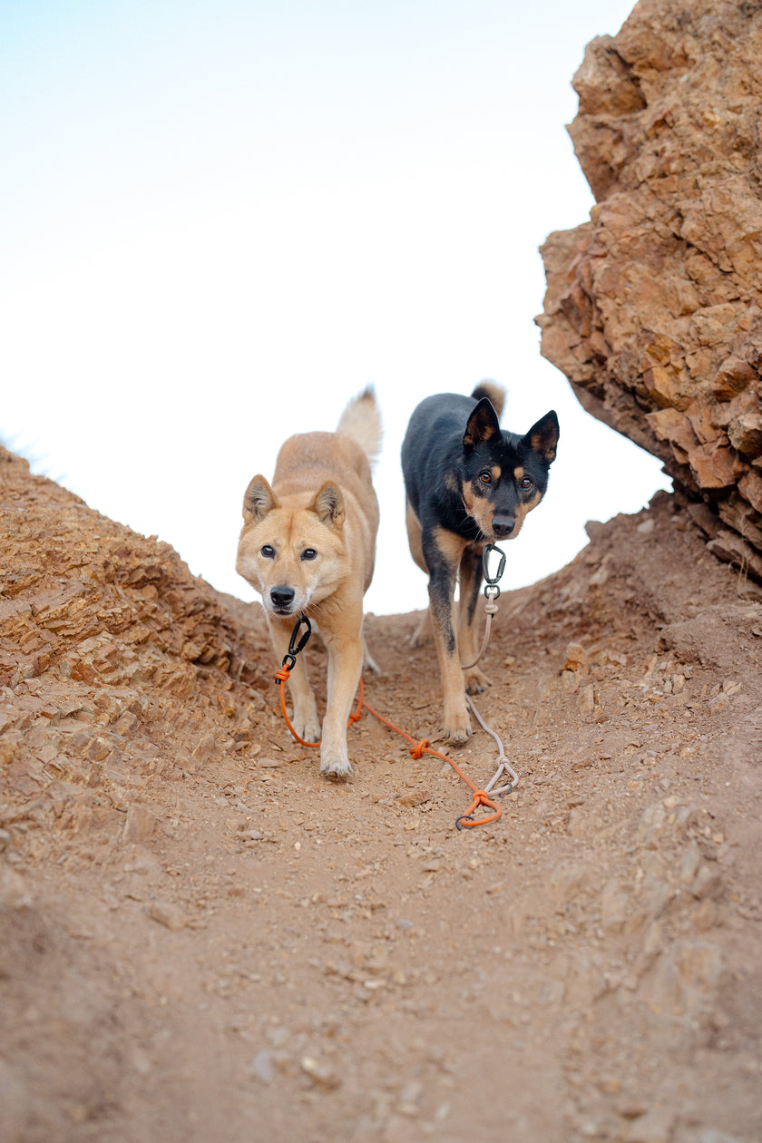 SLIP · training lead