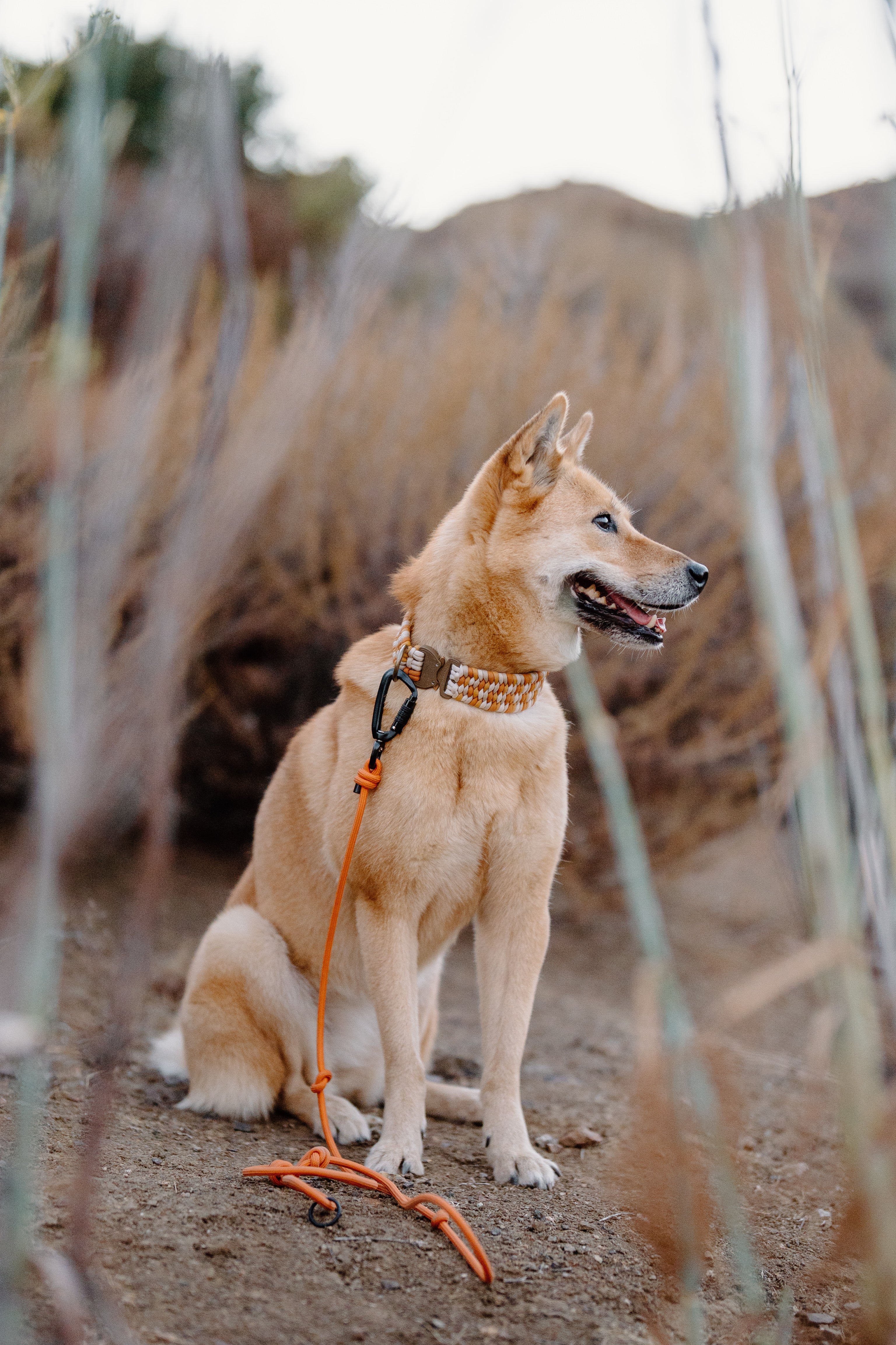 SLIP · training lead