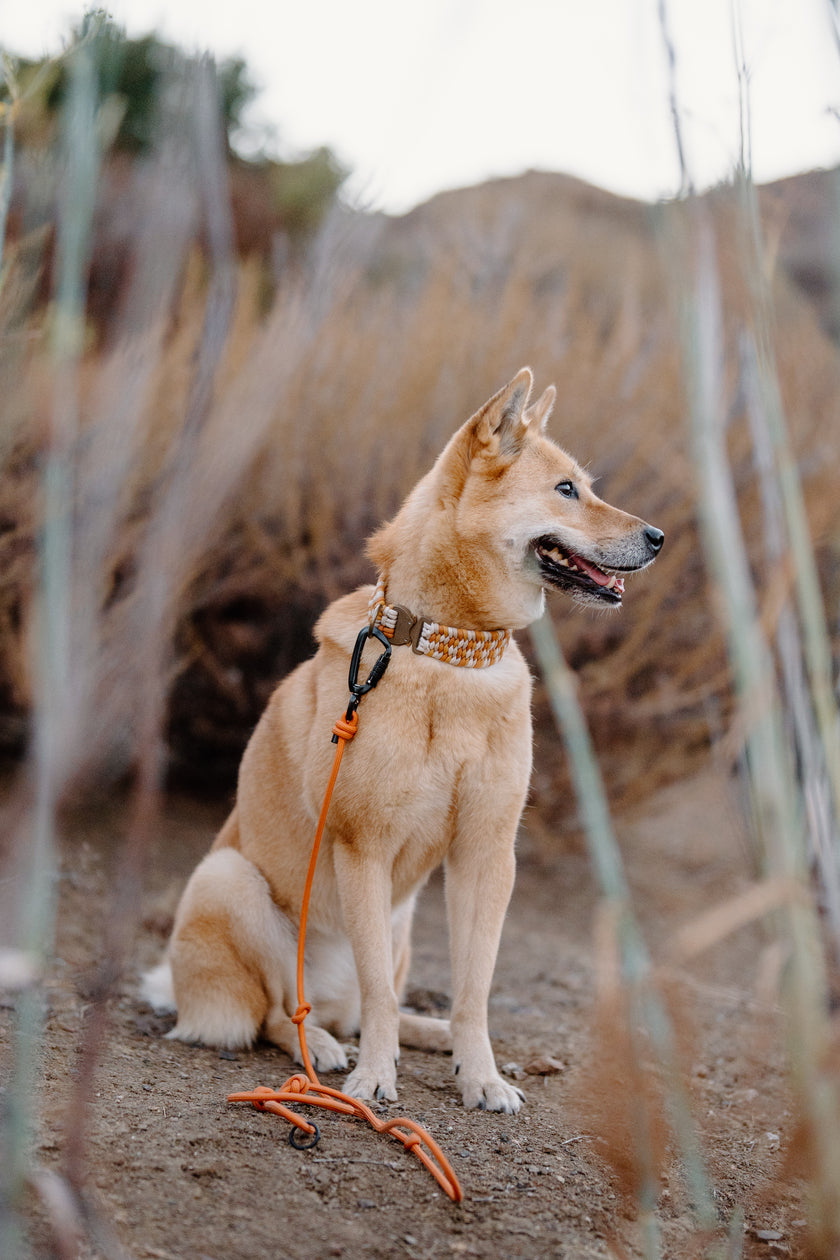 SLIP · training lead