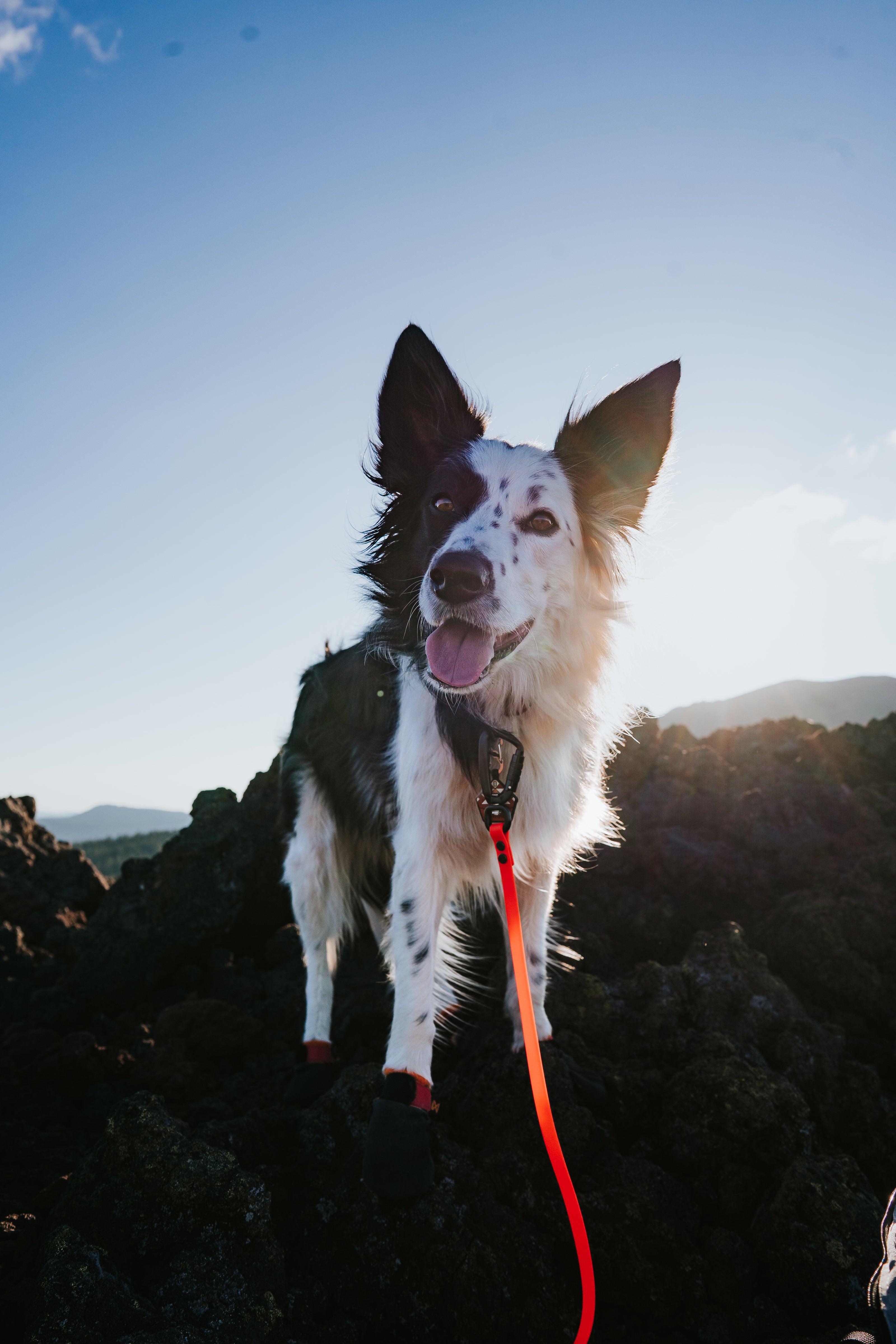 Parallel • traffic lead / leash extender