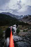 Paragon · leash