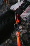 Paragon · leash