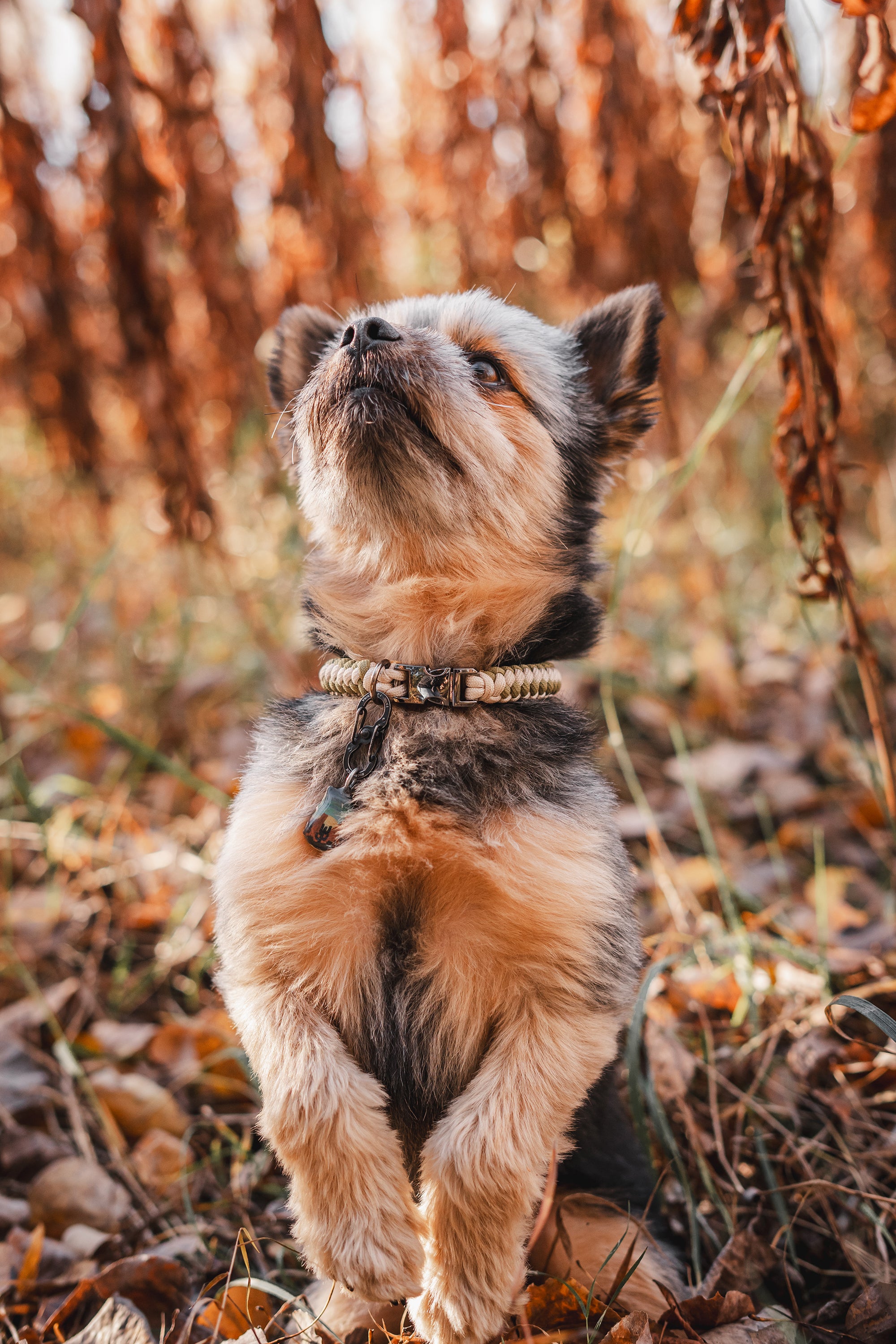 MINI · custom collar