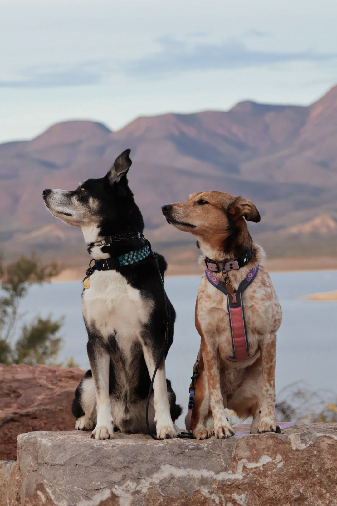 FLEX · Fi GPS Compatible (In-Line)