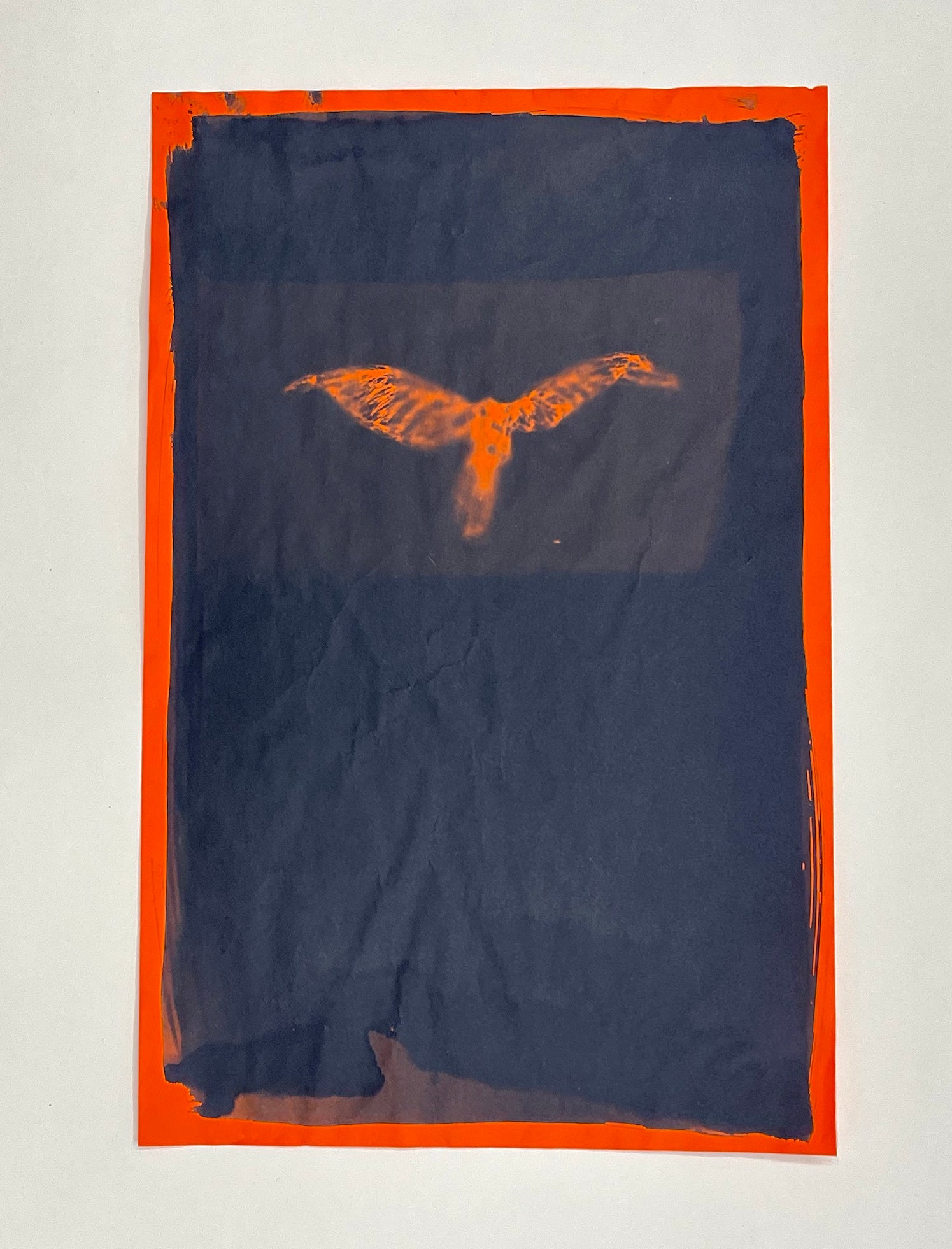 Cyanotypes - various works