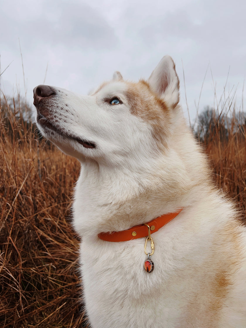 Paradise • house collar