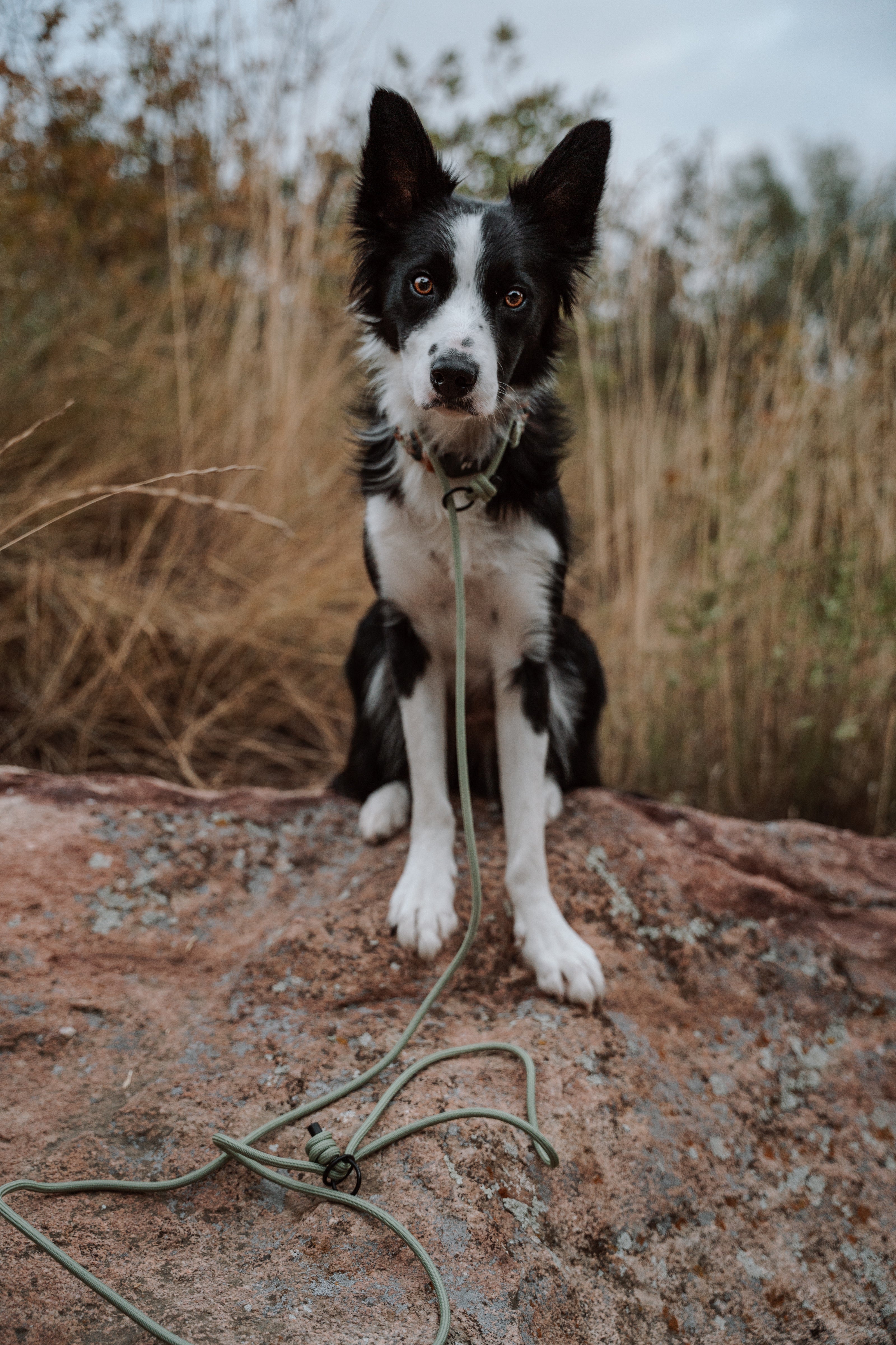 SLIP · training lead