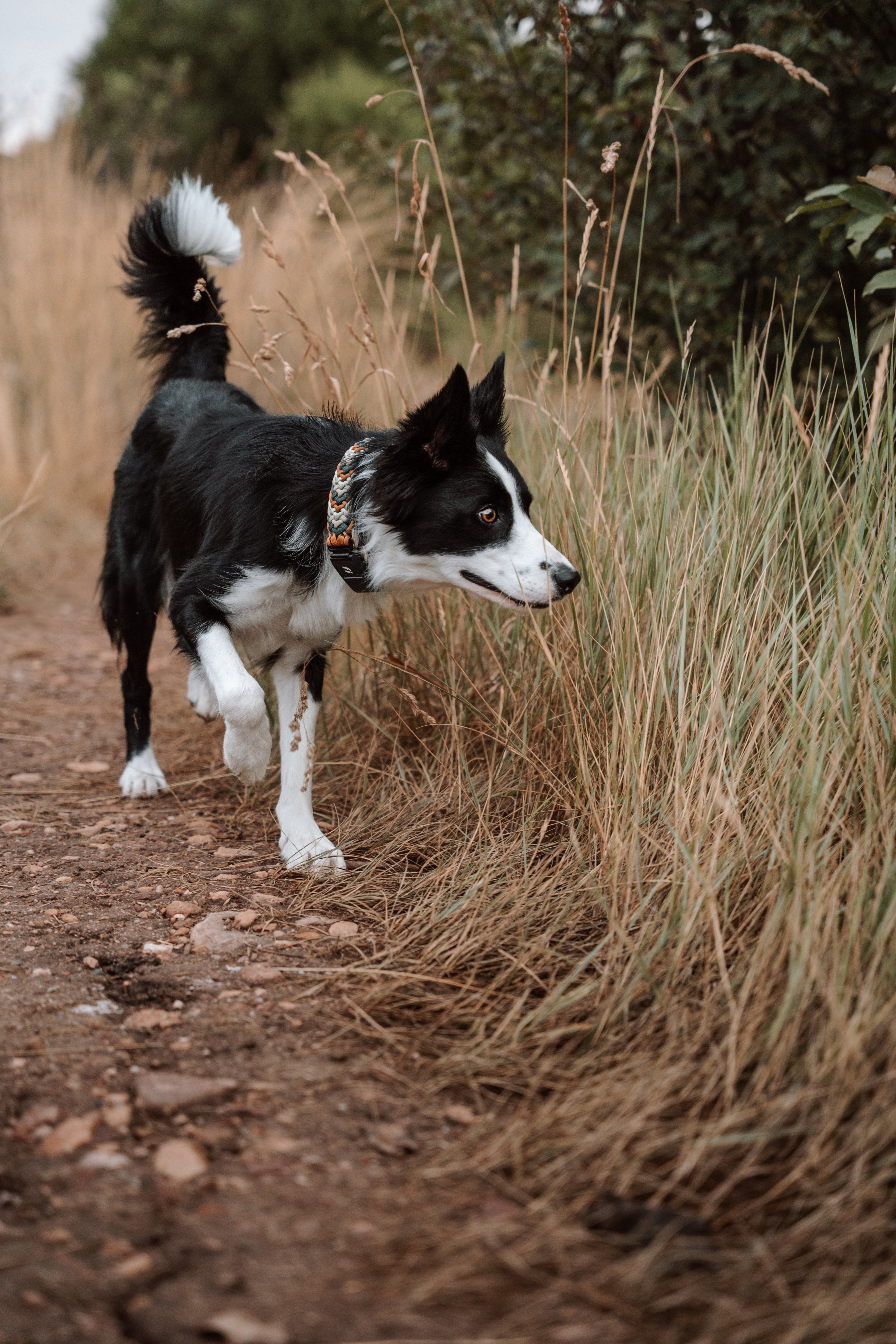 FIXI · Fi GPS Compatible (Overlay)