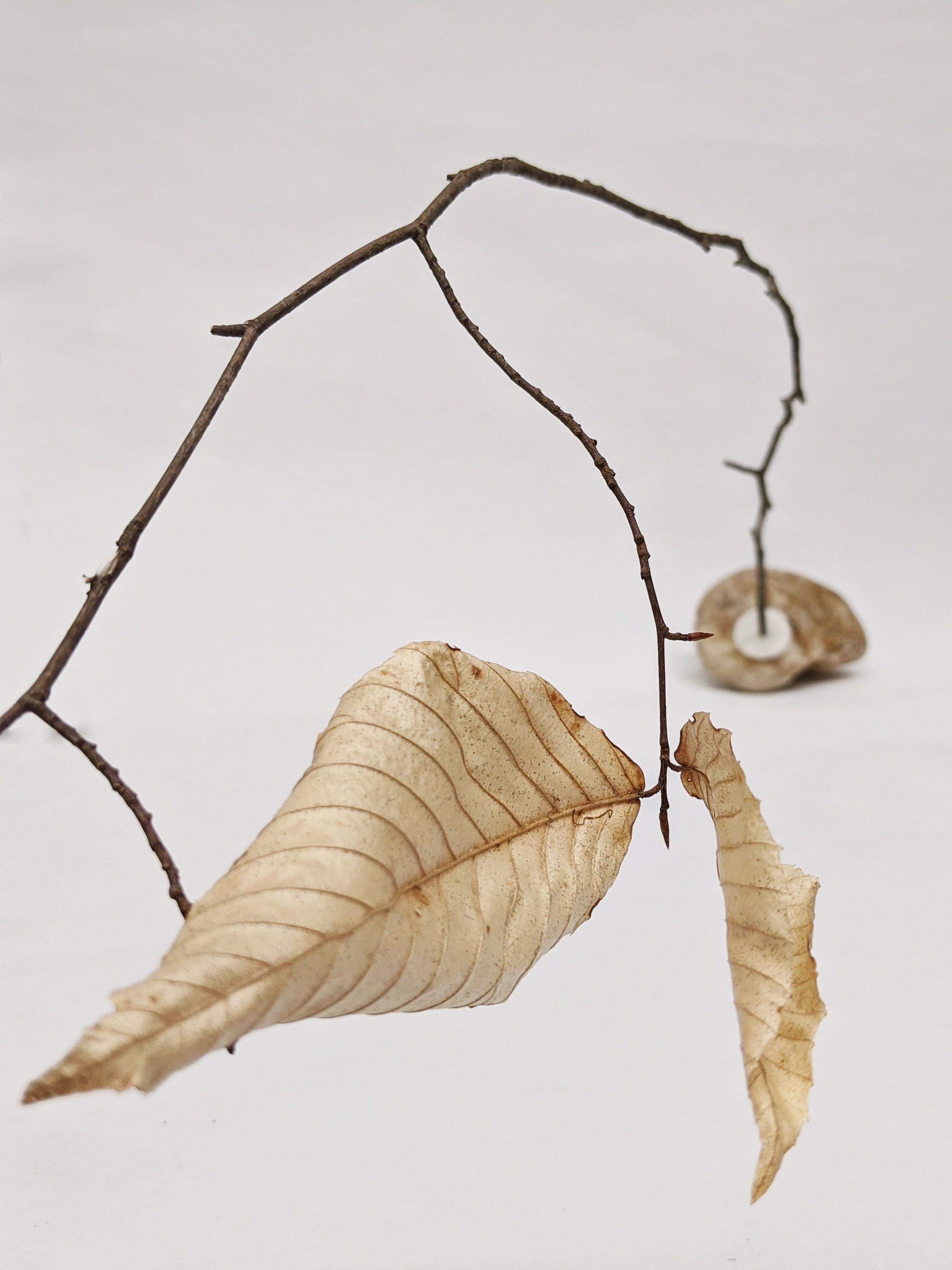 Dead Leaves From Stones N.1 - N.9