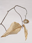 Dead Leaves From Stones N.1 - N.9