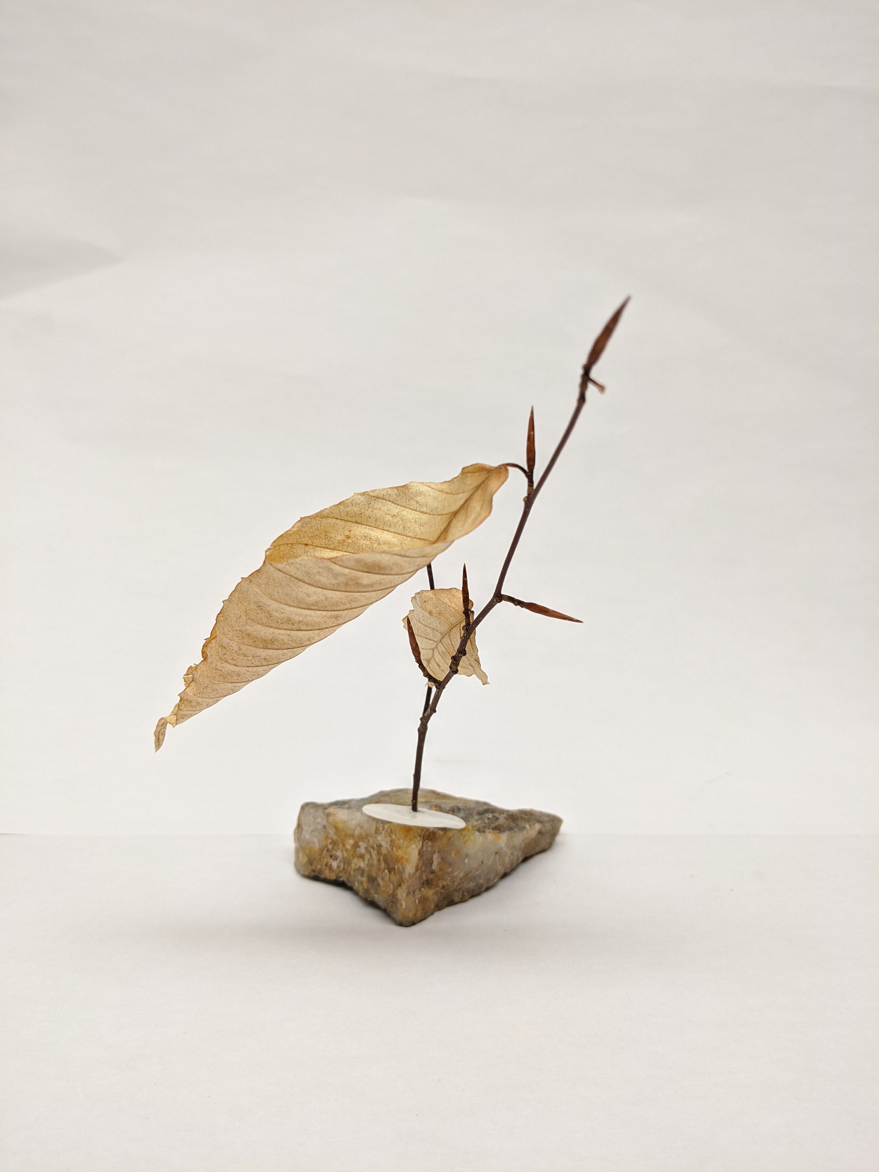 Dead Leaves From Stones N.1 - N.9