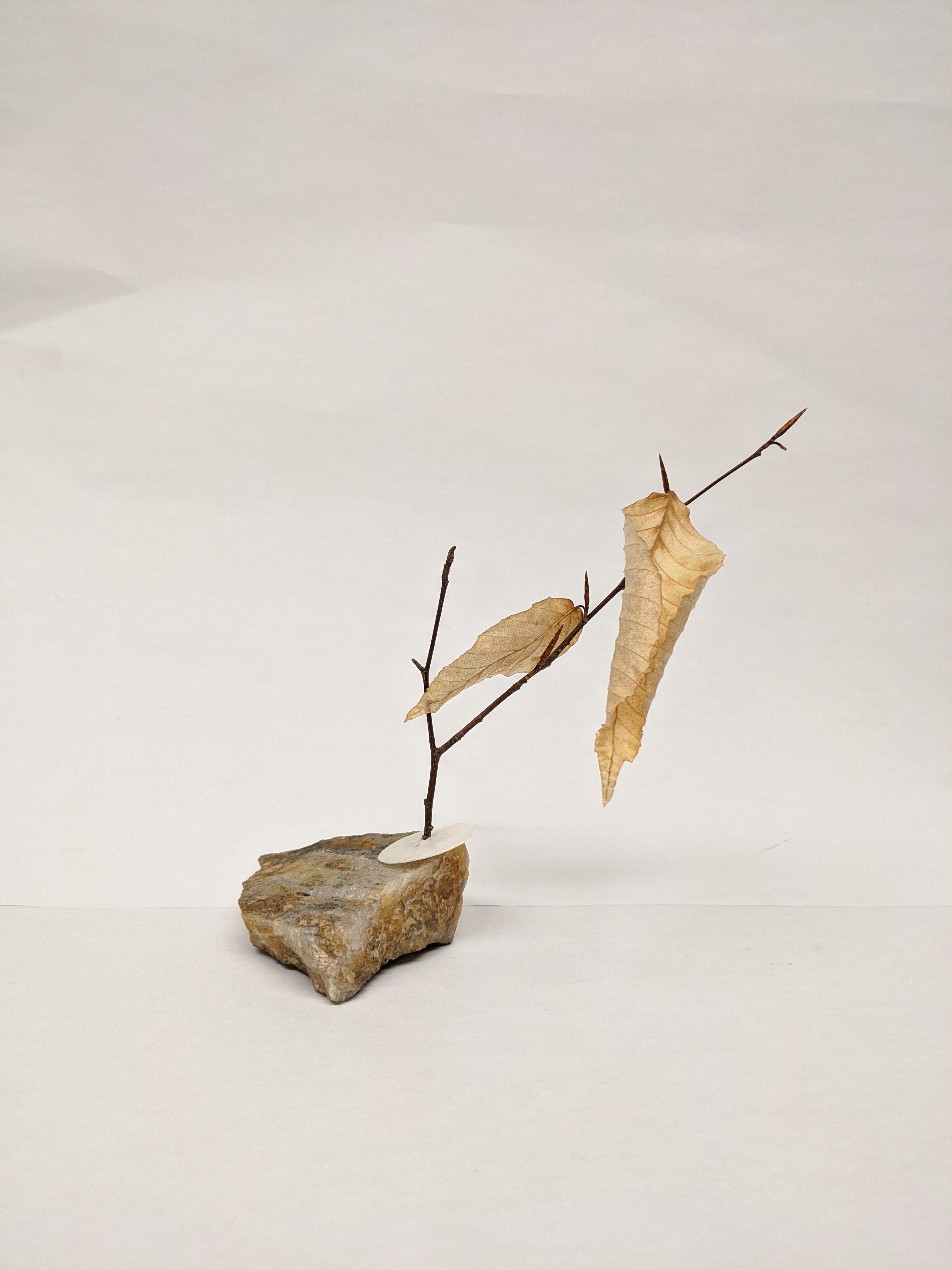 Dead Leaves From Stones N.1 - N.9