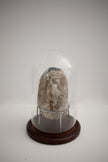 Altar Stones N.1 - N.12