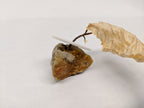 Dead Leaves From Stones N.1 - N.9