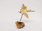 Dead Leaves From Stones N.1 - N.9