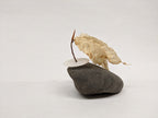 Dead Leaves From Stones N.1 - N.9