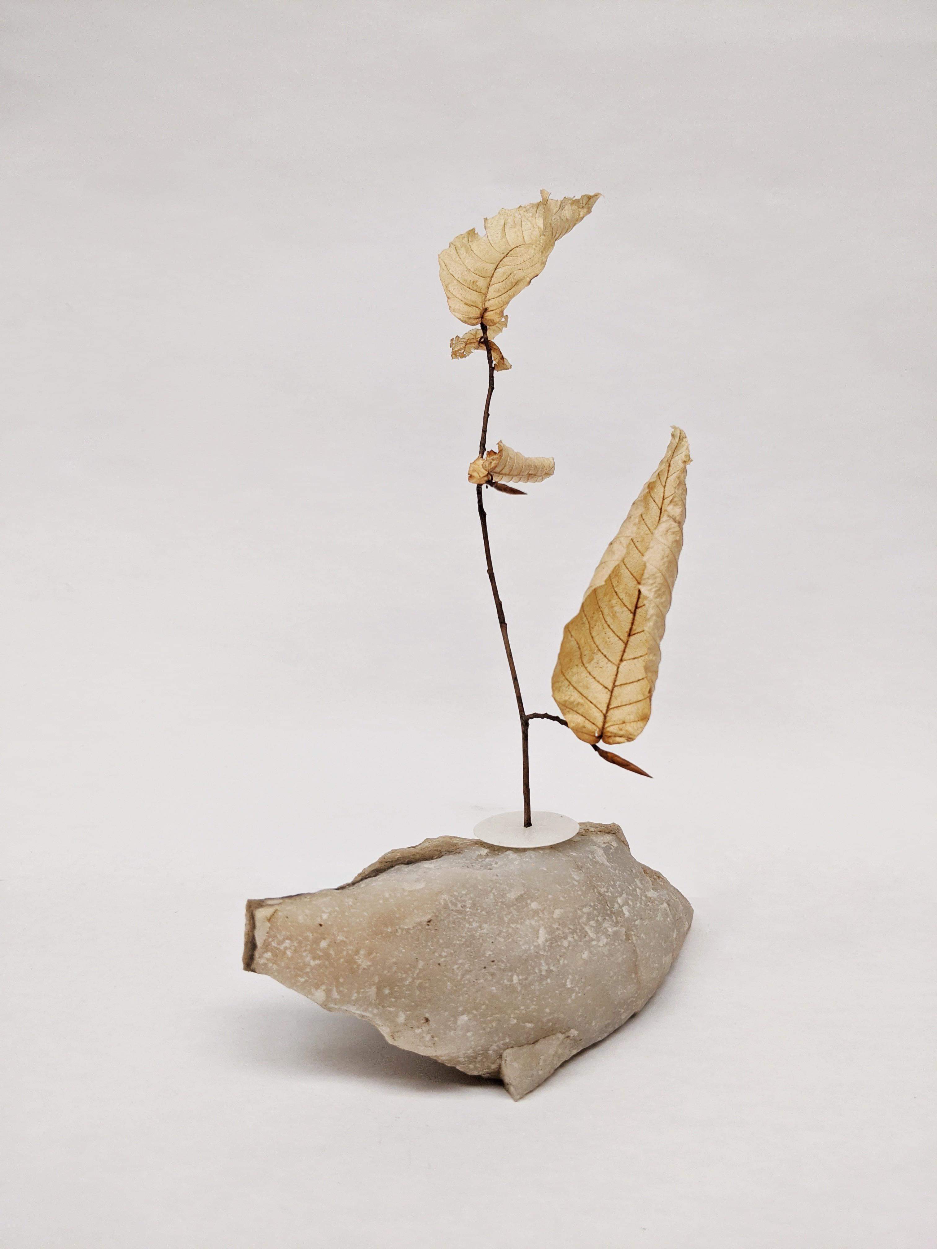 Dead Leaves From Stones N.1 - N.9