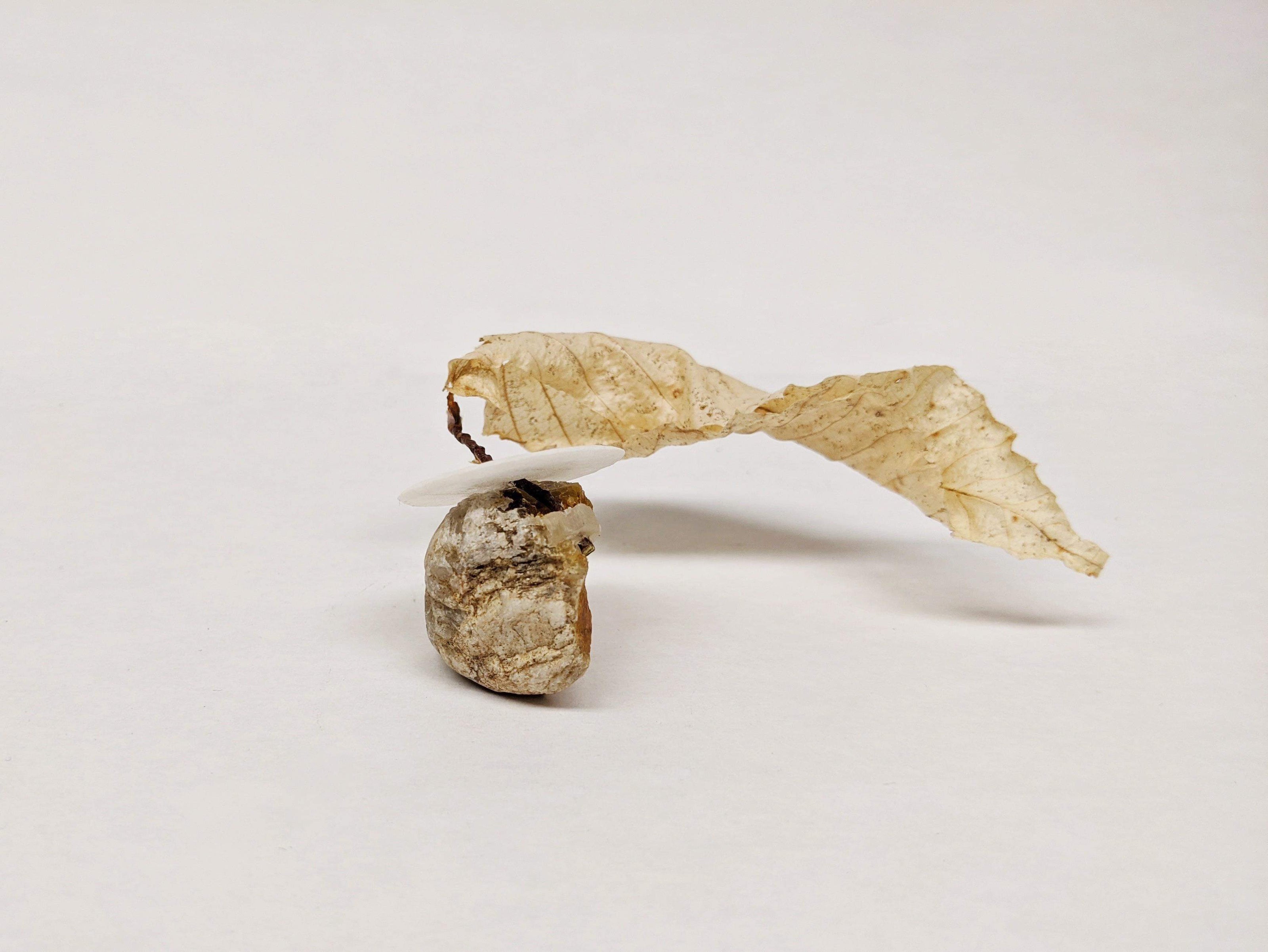 Dead Leaves From Stones N.1 - N.9
