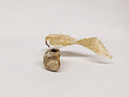 Dead Leaves From Stones N.1 - N.9