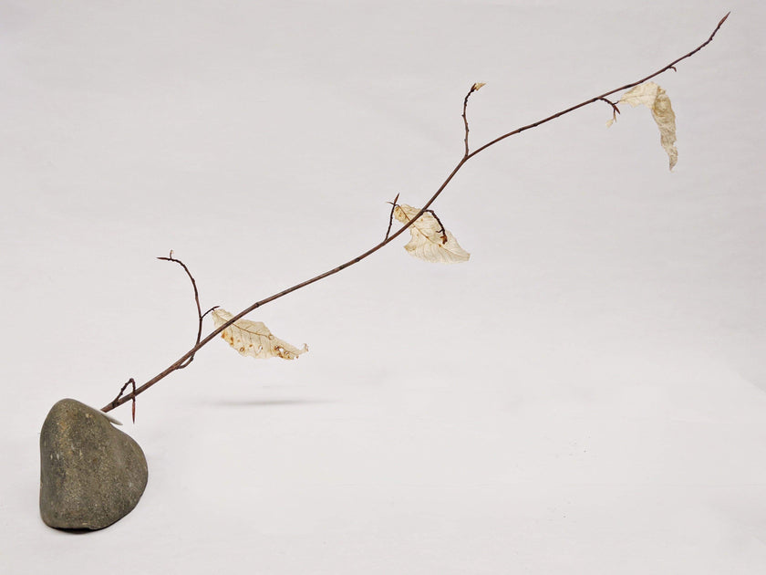 Dead Leaves From Stones N.1 - N.9